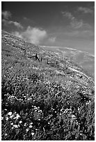 Carpet of coreopsis and lupine, Gorman Hills. California, USA ( black and white)