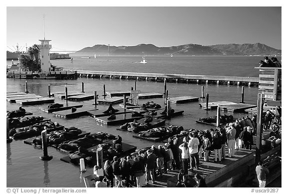 Tourists watch Sea Lions at Pier 39, late afternoon. San Francisco, California, USA (black and white)