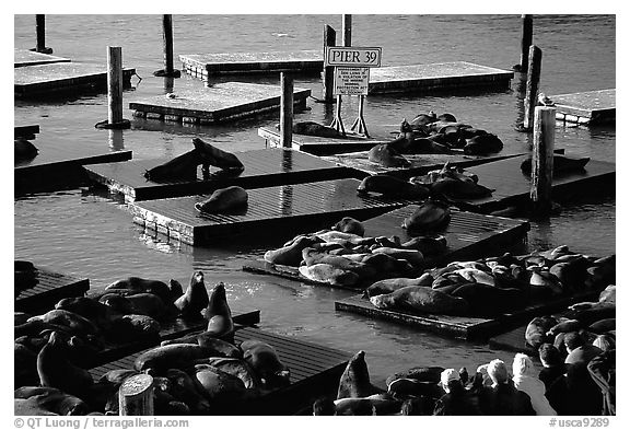 California Sea Lions at Pier 39, late afternoon. San Francisco, California, USA (black and white)