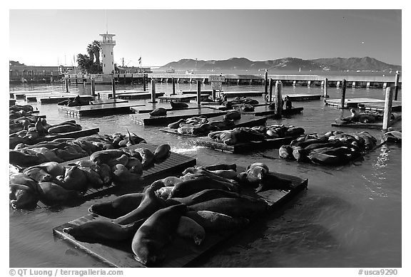 California Sea Lions at Pier 39, late afternoon. San Francisco, California, USA