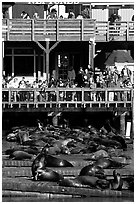 Tourists watching Sea Lions at Pier 39, afternoon. San Francisco, California, USA (black and white)