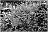 Red maple and pagoda detail, Japanese Garden, Golden Gate Park. San Francisco, California, USA ( black and white)