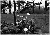Calla Lily flowers and trees in fog, Golden Gate Park. San Francisco, California, USA ( black and white)