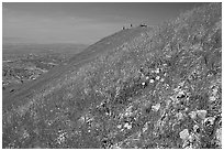 Wildflowers near  the summit of Mission Peak, Mission Peak Regional Park. California, USA (black and white)