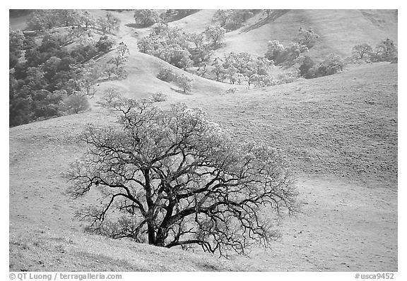 Oak trees and verdant hills in early spring, Sunol Regional Park. California, USA (black and white)