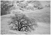 Oak trees and verdant hills in early spring, Sunol Regional Park. California, USA (black and white)