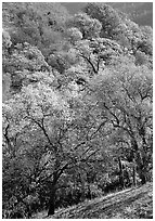 Oak trees with fall colors,  Sunol Regional Park. California, USA ( black and white)