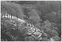 Oak trees on hillside curve, early spring, Joseph Grant County Park. San Jose, California, USA ( black and white)