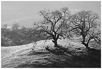 Dendritic branches of Oak trees on hillside curve, early spring, Joseph Grant County Park. San Jose, California, USA (black and white)