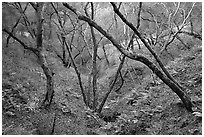 Creek, Sunol Regional Park. California, USA ( black and white)