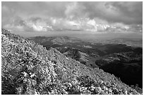 Looking towards green hills from the summit after a snow storm, Mt Diablo State Park. California, USA ( black and white)
