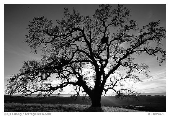 Old Oak tree profiled at sunset, Joseph Grant County Park. San Jose, California, USA