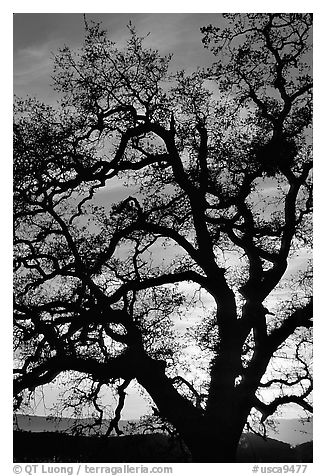 Old Oak tree silhouette at sunset, Joseph Grant County Park. San Jose, California, USA (black and white)