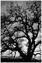 Old Oak tree silhouette at sunset, Joseph Grant County Park. San Jose, California, USA ( black and white)