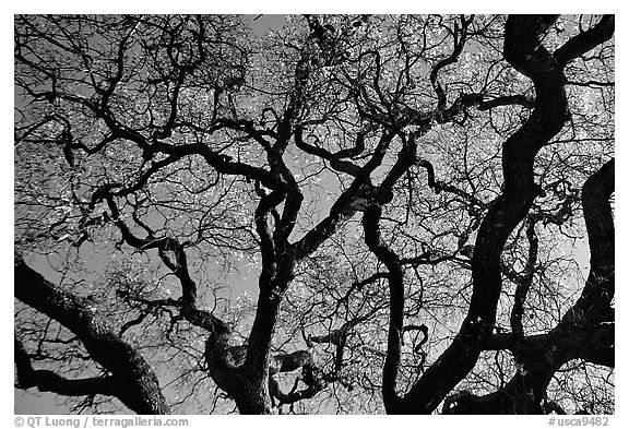 Oak tree in spring. Menlo Park,  California, USA (black and white)