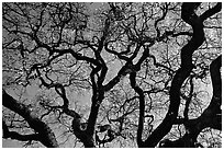 Oak tree in spring. Menlo Park,  California, USA ( black and white)