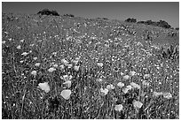 Poppies in the spring, Russian Ridge Open Space Preserve. Palo Alto,  California, USA (black and white)
