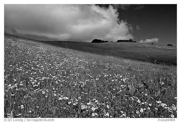 Wildflowers in the spring, Russian Ridge Open Space Preserve. Palo Alto,  California, USA