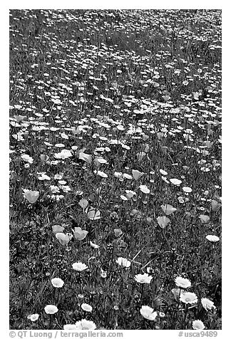 Meadows with wildflowers in the spring, Russian Ridge Open Space Preserve. Palo Alto,  California, USA (black and white)