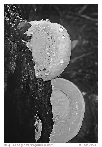 Mushrooms. Big Basin Redwoods State Park,  California, USA (black and white)