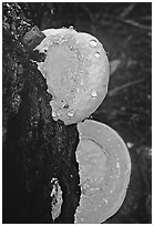 Mushrooms. Big Basin Redwoods State Park,  California, USA ( black and white)