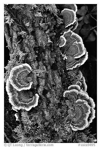 Mushrooms. Big Basin Redwoods State Park,  California, USA (black and white)