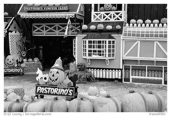 Pastorino pumpkin farm. Half Moon Bay, California, USA (black and white)