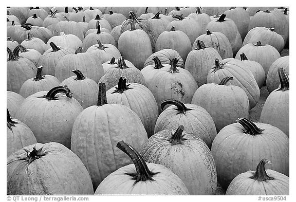 Pumpkins in a patch, near Pescadero. San Mateo County, California, USA
