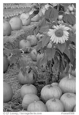 Sunflower and pumpkins. San Jose, California, USA (black and white)