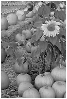 Sunflower and pumpkins. San Jose, California, USA (black and white)