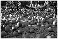 Pumpkin patch. San Jose, California, USA (black and white)