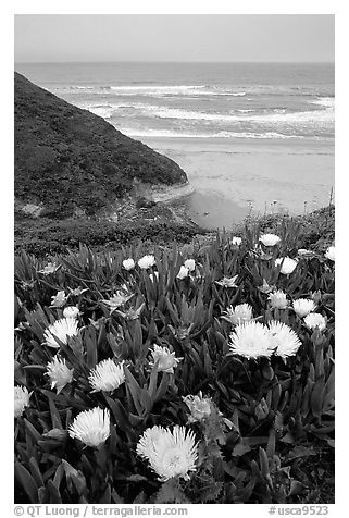 Iceplant flowers and Ocean. San Mateo County, California, USA