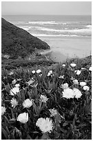 Iceplant flowers and Ocean. San Mateo County, California, USA (black and white)