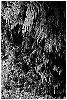 Fern grotto, Wilder Ranch State Park. California, USA ( black and white)