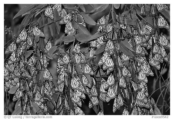 Cluster of Monarch butterflies, Natural Bridges State Park. Santa Cruz, California, USA