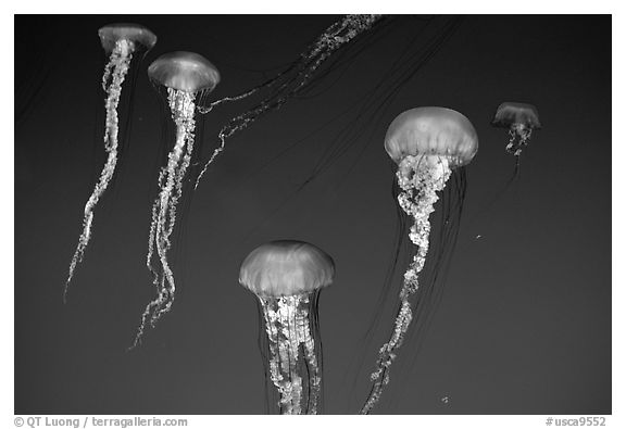 Jellyfish exhibit, Monterey Aquarium, Monterey. Monterey, California, USA