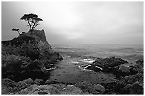 Lone Cypress, sunset, seventeen-mile drive, Pebble Beach. California, USA (black and white)