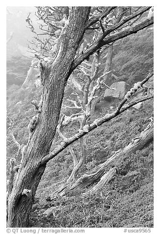 Trees on fog, Allan Memorial Grove. Point Lobos State Preserve, California, USA (black and white)