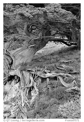 Roots of Veteran cypress tree. Point Lobos State Preserve, California, USA