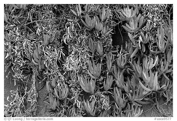 Ice plant. Carmel-by-the-Sea, California, USA (black and white)