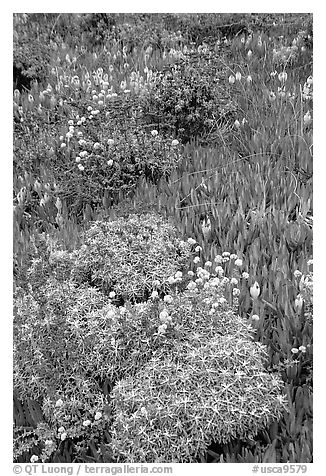 Flowers and ice plant. Carmel-by-the-Sea, California, USA (black and white)
