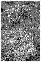 Flowers and ice plant. Carmel-by-the-Sea, California, USA (black and white)