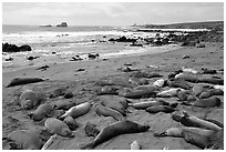 Elephant seals (Mirounga angustirostris), Piedras Blanca. California, USA ( black and white)