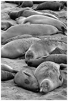 Elephant seals colony, Piedras Blancas. California, USA ( black and white)