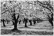 Orchards trees in blossom, Central Valley. California, USA ( black and white)