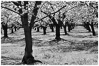 Orchards trees in blossom, San Joaquin Valley. California, USA (black and white)