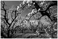 Orchards trees in blossom, Central Valley. California, USA (black and white)