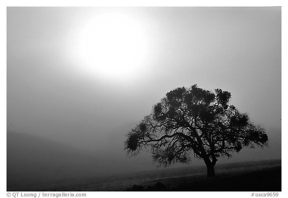 Sun, fog and oak tree, San Joaquin Valley. California, USA (black and white)