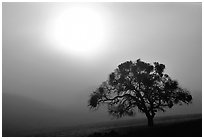 Sun, fog and oak tree, San Joaquin Valley. California, USA (black and white)