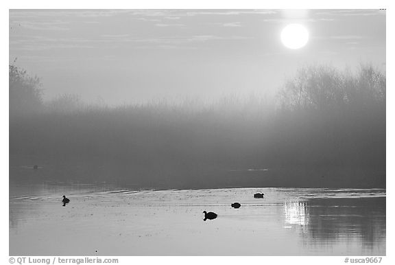 Sunrise, fog,  and water birds, Kern National Wildlife Refuge. California, USA (black and white)